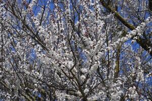Spring flowering trees. Pollination of flowers of apricot. Blooming wild apricot in the garden photo