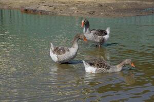 The gray goose is domestic. Homemade gray goose. Homemade geese in an artificial pond photo