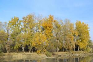 Autumn scenery of the river bank. Yellow leaves of poplars. photo