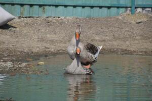 The gray goose is domestic. Homemade gray goose. Homemade geese in an artificial pond photo