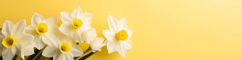 ai generado blanco narcisos en un brillante amarillo antecedentes. Copiar espacio foto