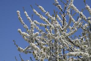 Prunus avium Flowering cherry. Cherry flowers on a tree branch photo