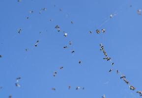 Winged ants in the web. Caught by a cobweb of ants. photo