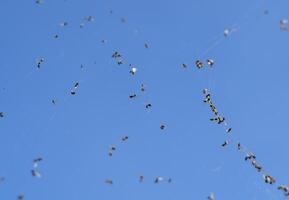 Winged ants in the web. Caught by a cobweb of ants. photo