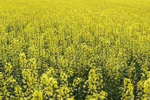 Rapeseed field. Background of rape blossoms. Flowering rape on the field. photo