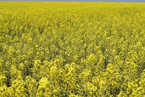 Rapeseed field. Background of rape blossoms. Flowering rape on the field. photo