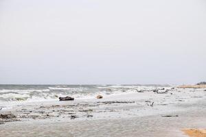 Coast of the sea after a storm. Thrown the trees ashore photo