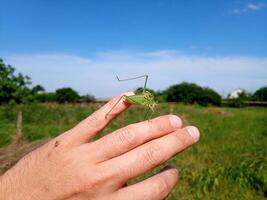 Grasshopper isofia on mans hand. Isophage insect. photo