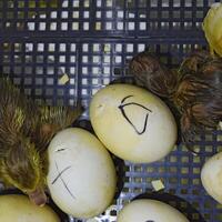 Musk duck ducklings hatched from eggs photo