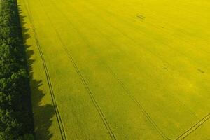 campo de floración violación y bosque cinturones para viento proteccion. violación, un syderático planta con amarillo flores campo con sideratos. foto