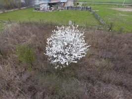 floreciente Cereza ciruela. un ciruela árbol entre seco césped. blanco flores de ciruela arboles en el ramas de un árbol. primavera jardín. foto