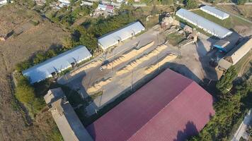 Hangar for storage of grain. A platform for drying and sintering grain. Harvested grain photo