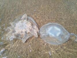 Dead jellyfish in the shallow waters of seashore. Jellyfish Rhizostomeae photo