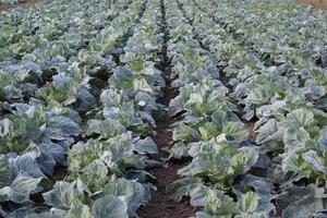 repollo campo. cultivo de repollo en un abierto suelo en el campo. mes julio, repollo todavía el joven foto