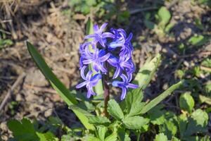 Hyacinth blooms in the garden. The hyacinth flower is blue. photo