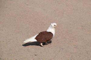 Purebred white-brown pigeon photo