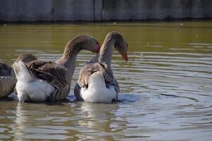 The gray goose is domestic. Homemade gray goose. Homemade geese in an artificial pond photo