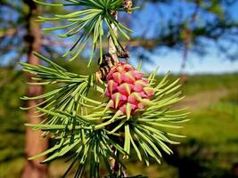 Flowering of coniferous tree. Christmas tree with young cones. R photo