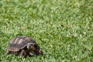 Turtle wandering around the garden photo