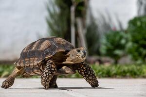 Turtle wandering around the garden photo