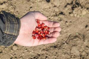 Sowing of maize out of hand photo