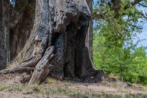 Broken and burned tree trunk. photo