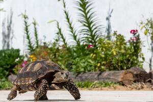 Turtle wandering around the garden photo