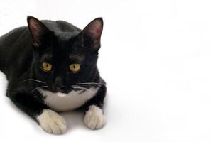 Cute black furry cat lying on white background. Pet and mammal concept. photo