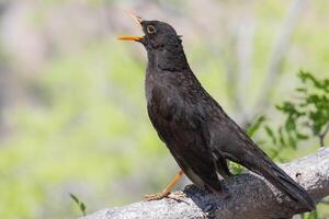 Thrush bird posing for the camera on a log. photo