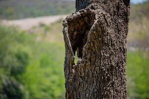 Old dry trunk of a tree on a green background with copy space. photo