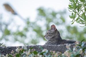 gris gato mirando atentamente desde el parte superior de un pared. foto