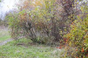 Hips bush with ripe berries. Berries of a dogrose on a bush. Fruits of wild roses. Thorny dogrose. Red rose hips. photo