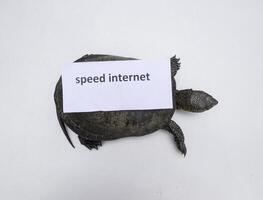 Internet speed. A bad internet symbol. Low download speed. Slow internet. Ordinary river tortoise of temperate latitudes. The tortoise is an ancient reptile. photo