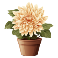 AI generated Dahlia flowers illustration in pots on transparent background png