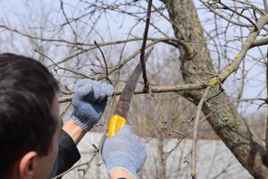 Cutting a tree branch with a hand garden saw. photo
