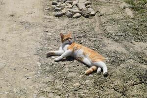 Red cat on a dirt road. photo