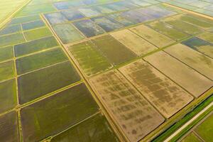 The rice fields are flooded with water. Flooded rice paddies. Agronomic methods of growing rice in the fields. photo