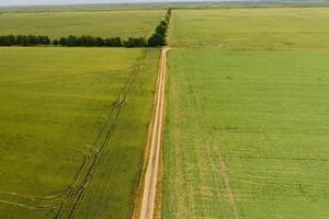 un suciedad la carretera Entre el campos de trigo y guisantes. foto