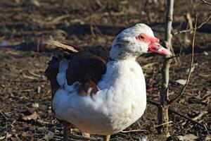 el almizclado Pato foto