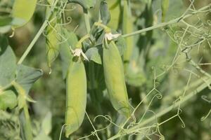 Green peas in the field. Growing peas in the field. Stems and pods of peas photo