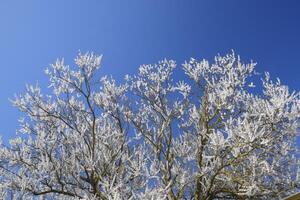 Spring flowering trees. Pollination of flowers of apricot. Blooming wild apricot in the garden photo