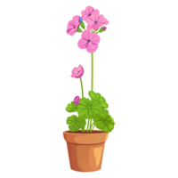 AI generated Geranium flowers illustration in pot isolated on transparent background png
