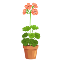 AI generated Geranium flowers illustration in pot isolated on transparent background png