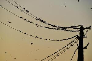 Silhouettes of swallows on wires. at sunset wire and swallows photo