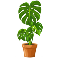 ai generiert Monstera Pflanze im Blumentopf isoliert auf transparent Hintergrund png