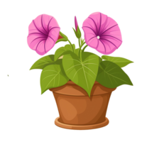 AI generated Illustration of Morning glory flowers in a pot isolated on transparent background png