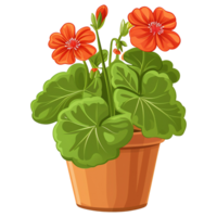 ai genererad geranium blommor illustration i pott isolerat på transparent bakgrund png