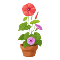 AI generated Illustration of Morning glory flowers in a pot isolated on transparent background png