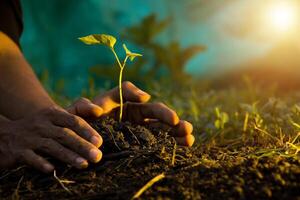 man's hand sowing fertilizer, hand planting green seeds, dark orange lighting photo
