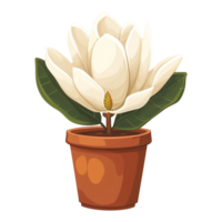 ai generiert Blühen Magnolie Blumen Illustration im Töpfe isoliert auf transparent Hintergrund png